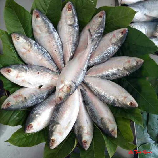 bangladeshi fishes